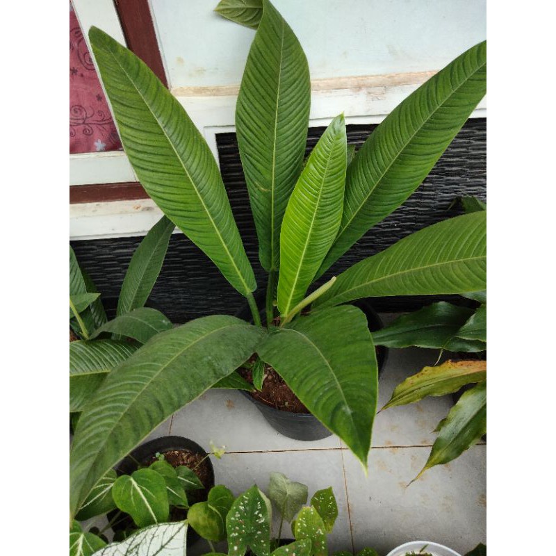 Promo Tanaman Hias Philodendron linet