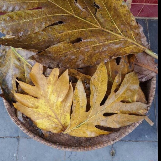 

daun kluwih kering / sukun / timbul kering 1 helai