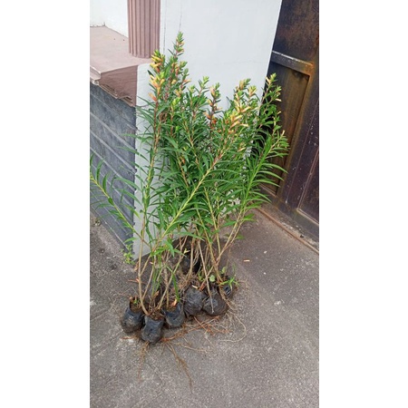 bibit bunga chupea tinggi 80cm|vegetasi lebah klanceng