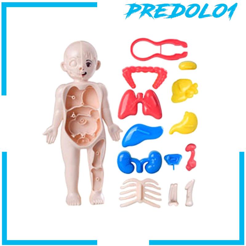[Predolo1] Set Mainan Mengajar Tubuh Manusia Untuk Alat Mengajar Paud