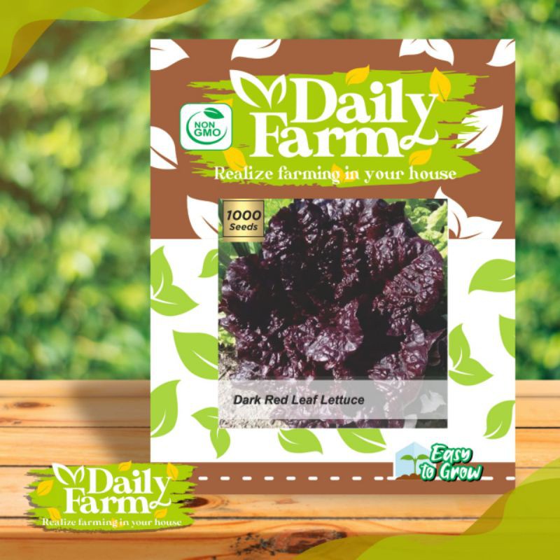 (T99O) DF benih selada merah DARK RED LEAF LETTUCE 1000 butir selada keriting daun merah gelap daily