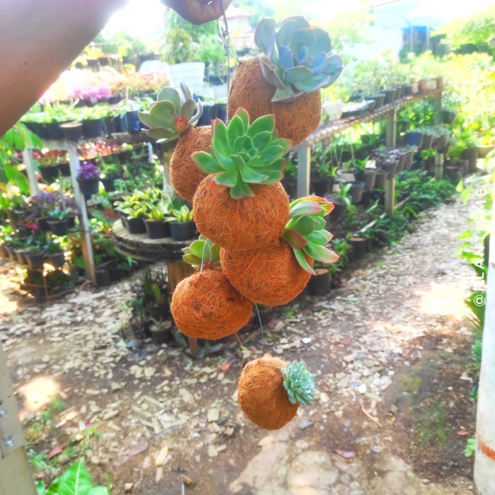 Kokedama - Lullaby Succulent - w/ Gantungan - w/ Gantungan