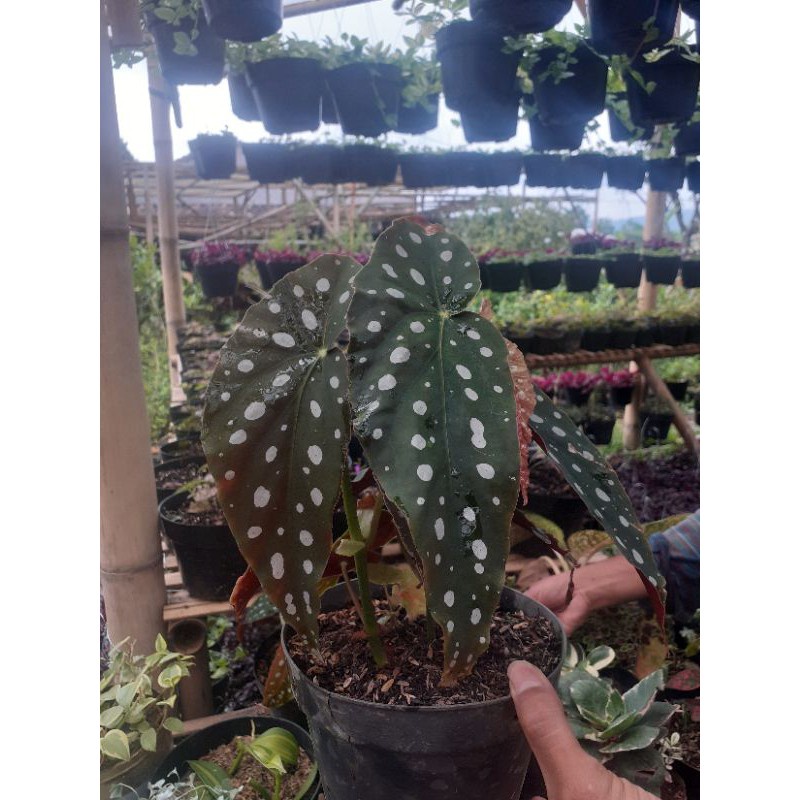 PROMO Tanaman hias begonia -aglonema indukan rimbun -tanaman bunga hias hidup unik murah -tanaman hi