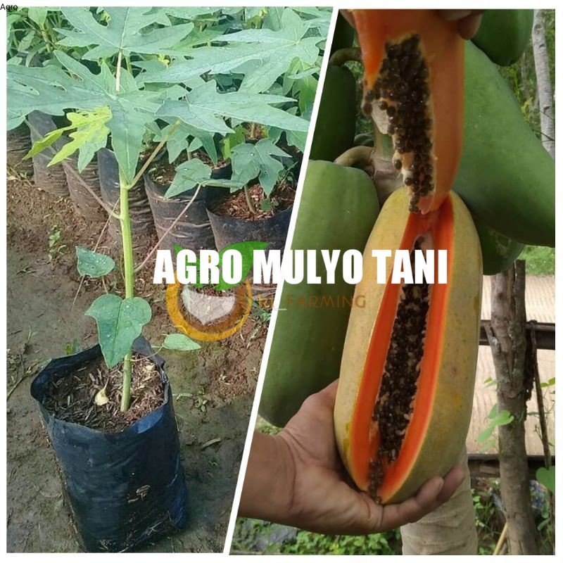 BIBIT 5 PEPAYA CALIFORNIA SUPER