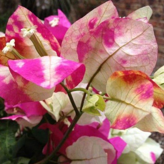 Bugenvil Citra India (bibit)