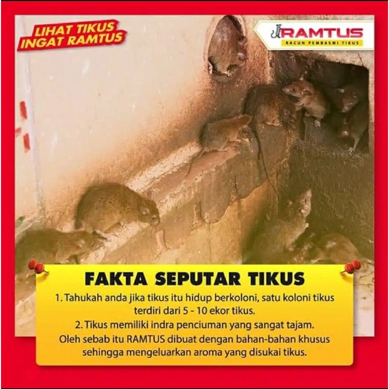 RAMTUS RACUN PEMBASMI TIKUS PALING AMPUH PENGUSIR TIKUS TIKUS HILANG DARI SARANGNYA MENGHILANGKAN KOLONI TIKUS MEMATIKAN TIKUS AMPUH MATI KERING TANPA  BAU MENGUSIR TIKUS COD