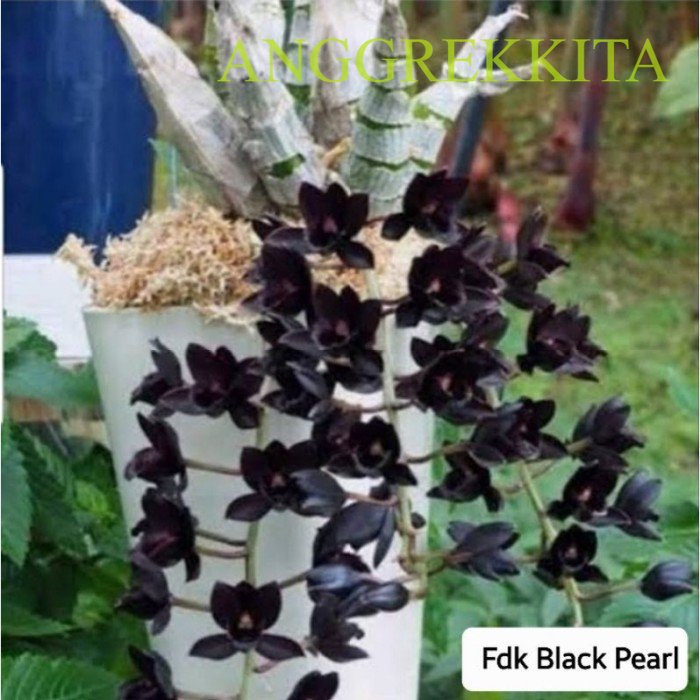 ANGGREK CATASETUM FDK BLACK PEARL SVO - Kecil ..