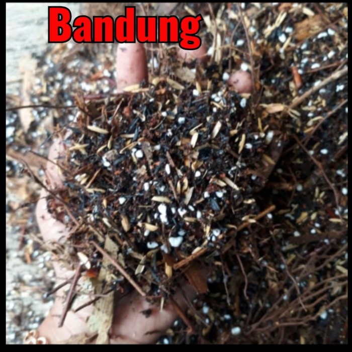 Media tanam ajaib 5 kg, metan aglonema, metan varigata, metan premium