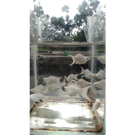 molly balon platinum liretail