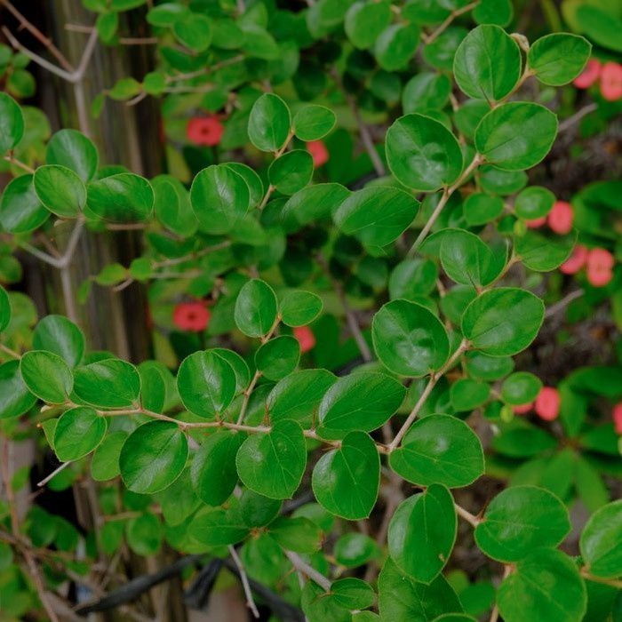 

Daun Bidara Segar Hijau 100 Gram Daun Lebih Lebar Bidara India Fresh