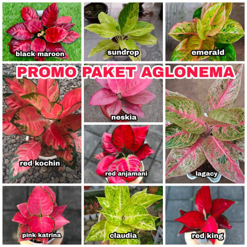 COD PROMO PAKET 10 BIBIT BONGGOL AGLONEMA