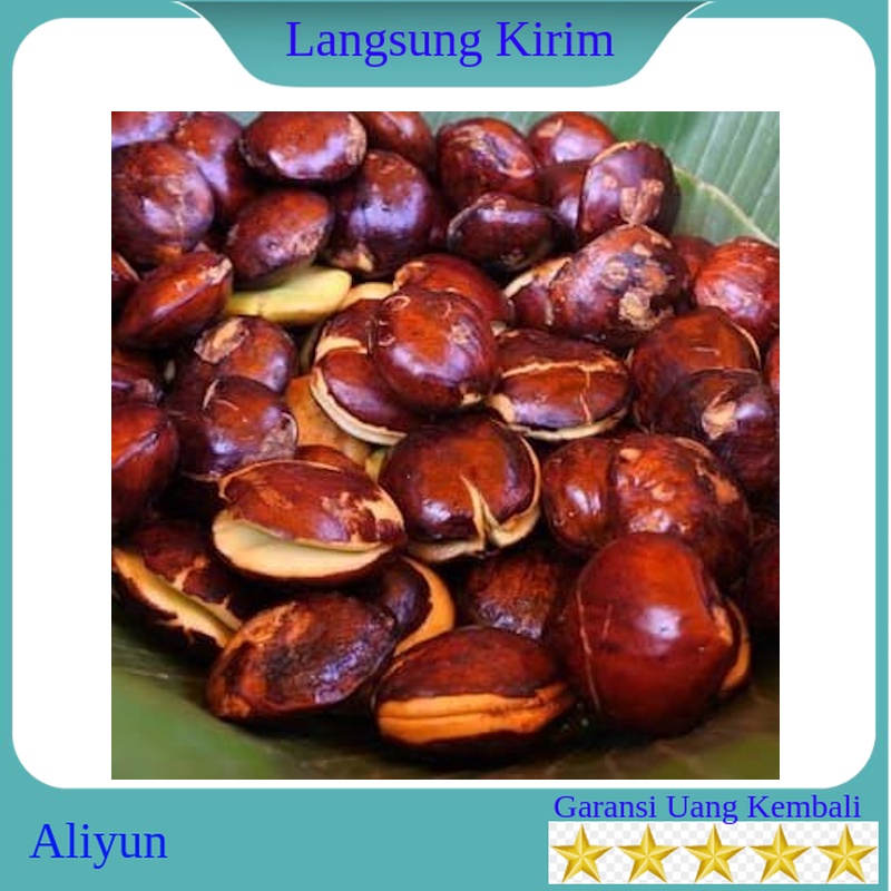 

Jengkol Tua Mentah Super 1 kg