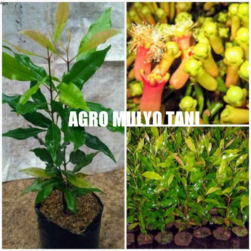 New Bibit Cengkeh Zanzibar Super Unggul