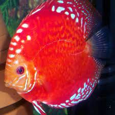 Ikan Discus Rafflesia Size 4 inc