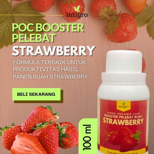 Pupuk Strawberry Cepat Berbuah / Pupuk Pelebat Buah Strawberry / Pupuk Booster Strawberry Cair