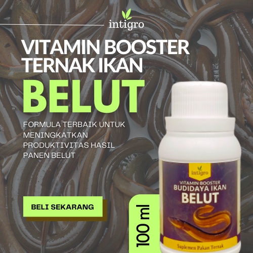 Vitamin Untuk Ternak Belut Organik Cair Agar Ikan Belut Cepat Tumbuh Besar / Vitamin Budidaya Belut