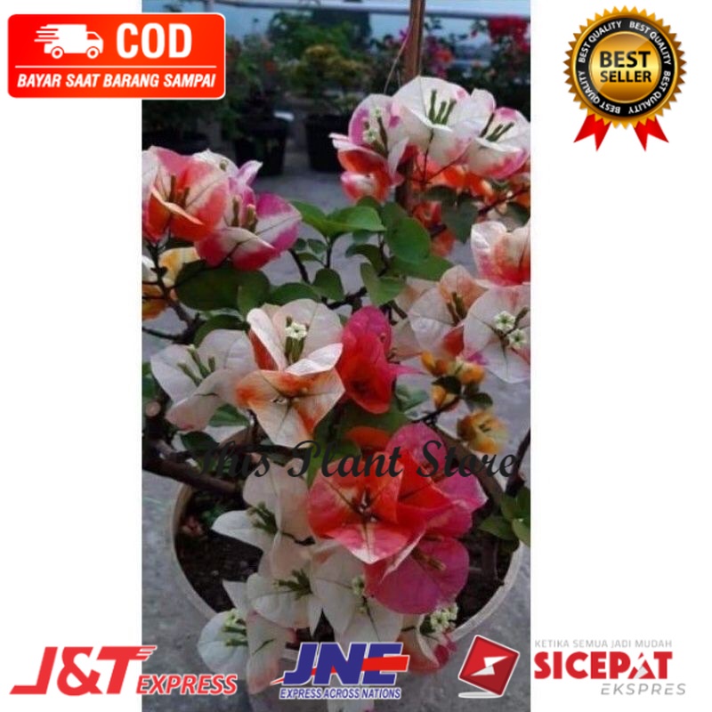 bibit tanaman bugenvil | tanaman hias bunga langka Bugenvile/BUGENVIL BUNGA KERTAS/BUGENVIL IMPORT/B