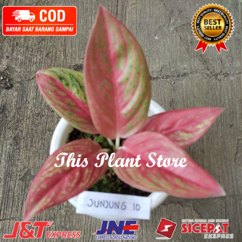 PROMO Anakan Aglonema Red Legacy merah tulang ikan (RARE) berdaun 1-3 helai