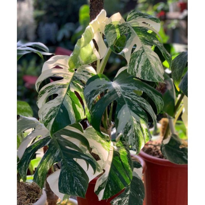 Ready Bibit Batang monstera Rhapidopora Variegata Asli