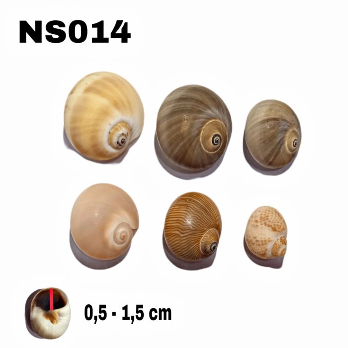 cangkang shell rumah kelomang keong umang kumang natural asli