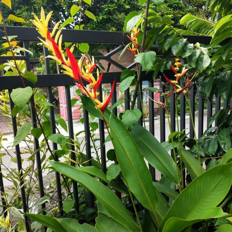 Promo pisang Pisangan bunga kuning dan merah -aglonema indukan rimbun -tanaman bunga hias hidup unik