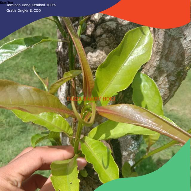 

PROMO Daun Putat segar TERMURAH