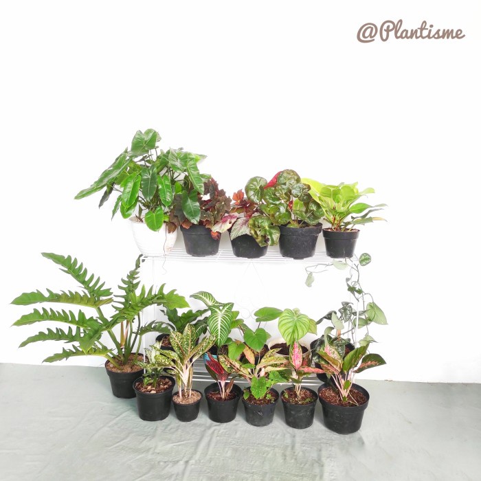 Rak - Rak Besi Tingkat Tangga Susun 1 Minimalist Pot Tanaman Hias - Tembaga