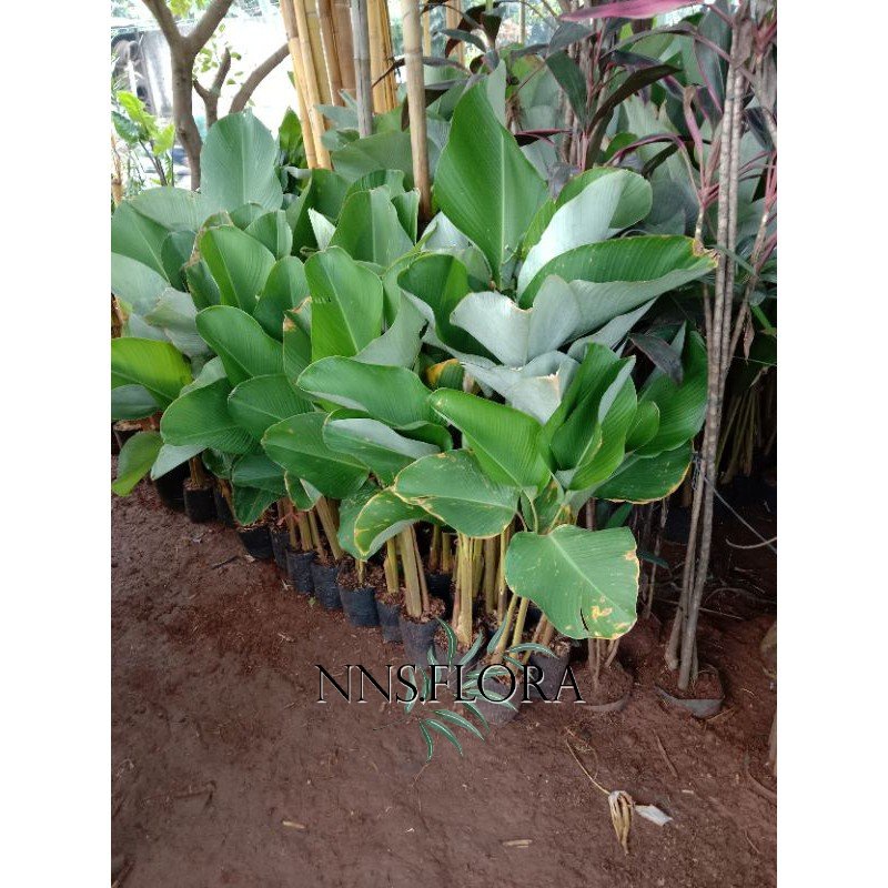 Tanaman Taman Calathea Pisang Calatea Calathea Pisang kipas / luthea