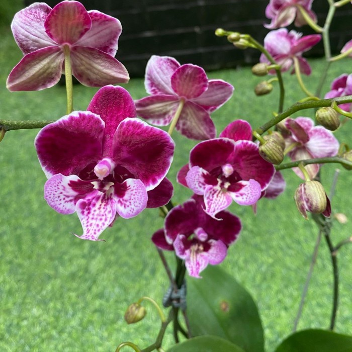 anggrek bulan black jack mini