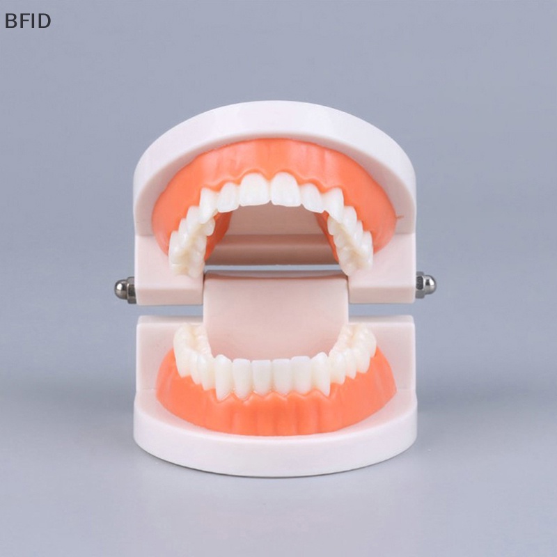 [BFID] Standard Teeth Model Standar Dewasa Typodont Demonstrasi Model Gigi Palsu Kompatibel Anak-Anak Teachig Clean Display [ID]