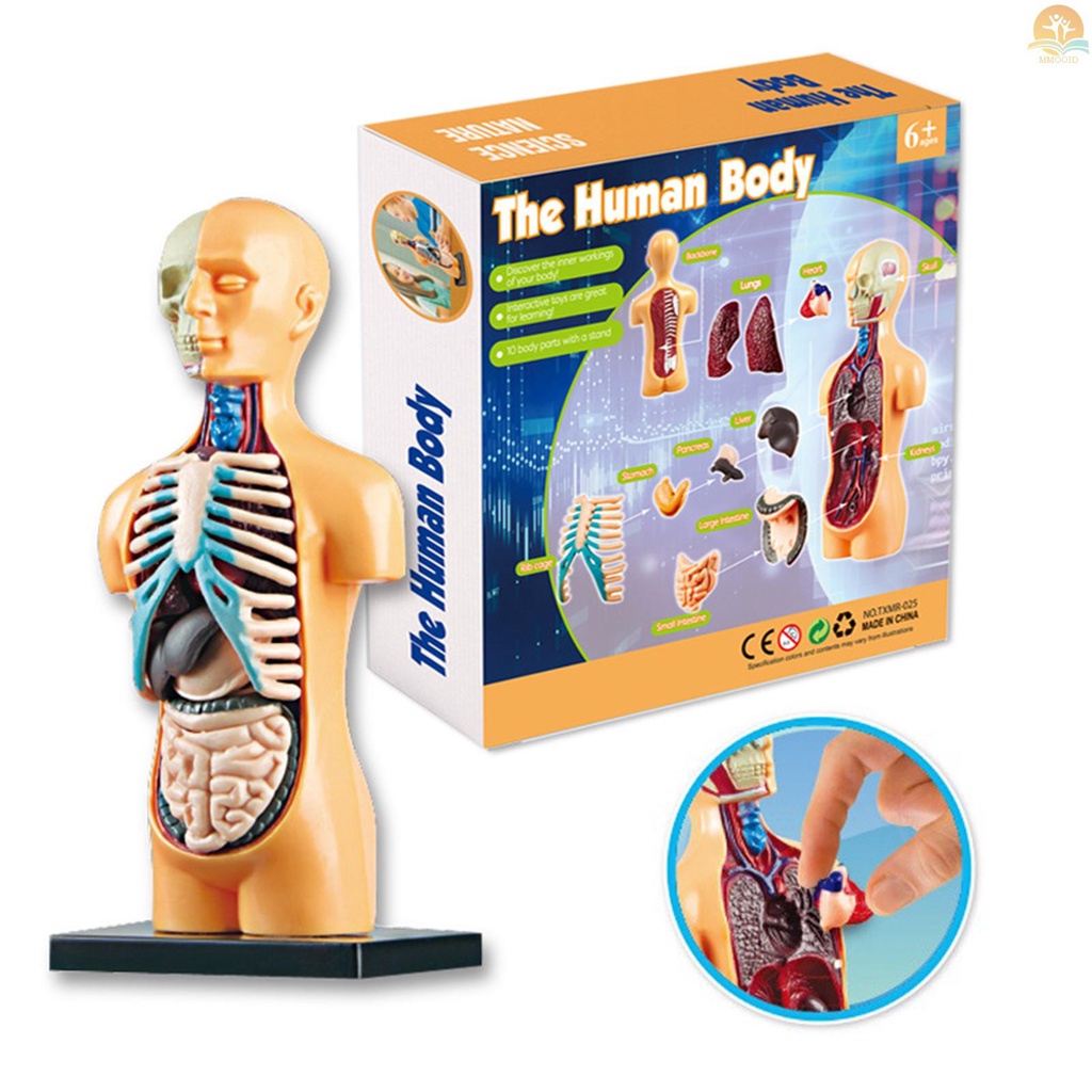 In Stock Organ Model Tubuh Manusia Kit Alat Belajar Rakitan Sederhana Model Anatomi Display Batang Hadiah Edukasi Perlengkapan Mengajar