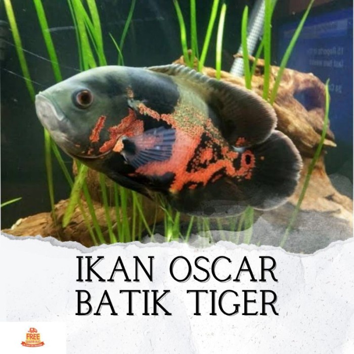 Ikan Hias Predator Oscar Batik Tiger Hiasan Akuarium