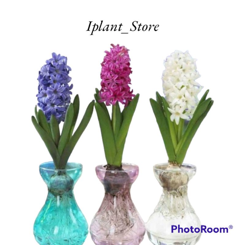 Paket 3 tanaman hias bakung amarilis-bunga bakung amarilis-umbi amarilis-tanaman hidup