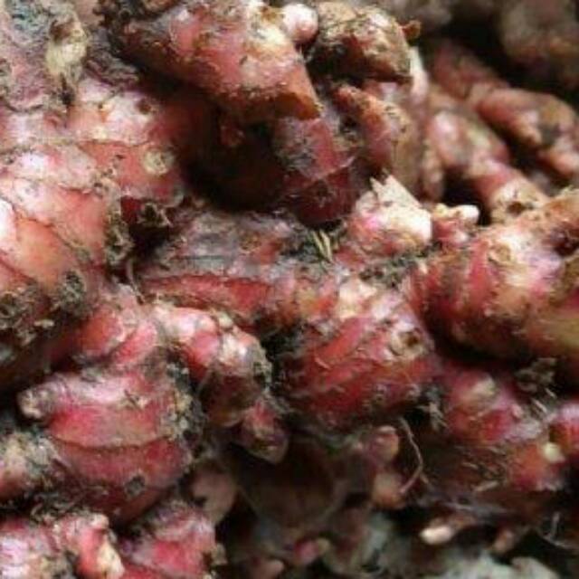 

(COD) Jahe merah segar asli 500 gram siap kirim