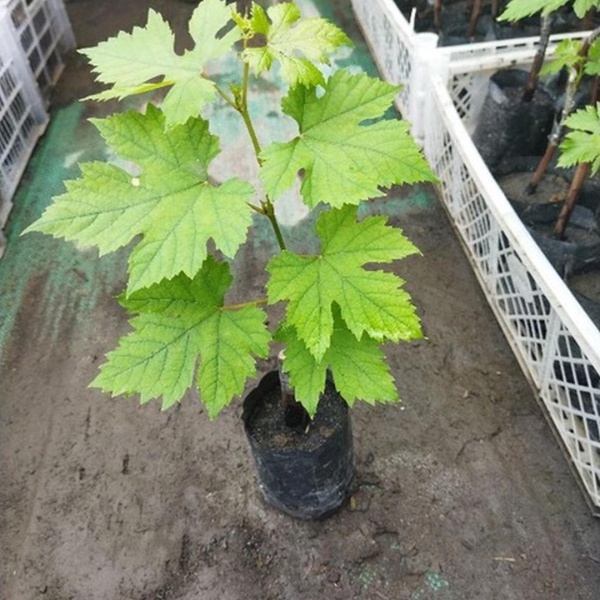 bibit anggur import taldun ( grafting) cepat berbuah bibit anggur taldun