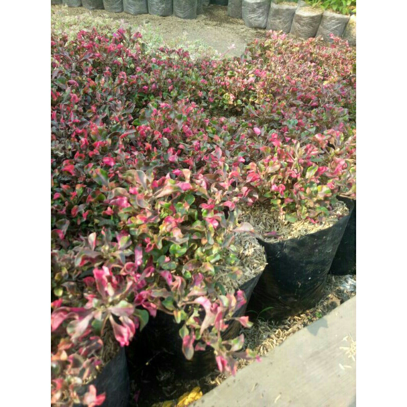 P R O M O ~ Tanaman Krokot Merah (krokot mawar)