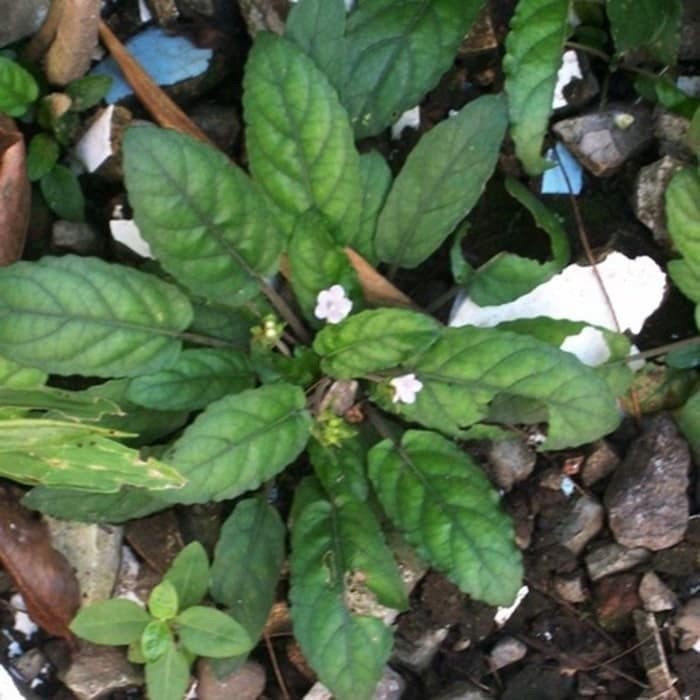 Tanaman Herbal Gempur Batu