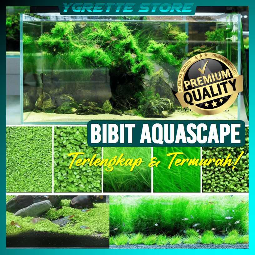 YGRETTE - Bibit Rumput Aquascape Benih Bibit Rumput Aquarium Ikan Hias Seed Plant Grass