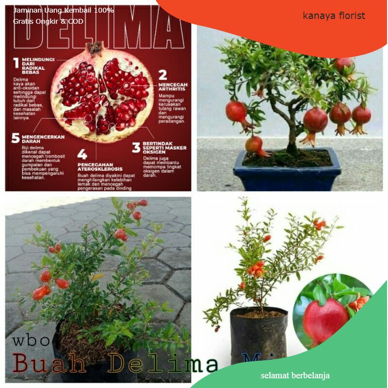 Bibit Tanaman Buah Delima Merah mini rajin berbuah/Bahan Bonsai