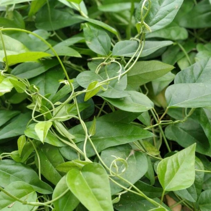 

Daun cincau rambat segar - daun cincau jelle 100 lembar