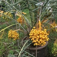 ORI Bibit buah kurma Ajwa