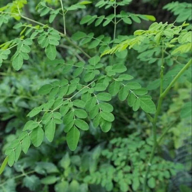 

daun kelor segar hijau organik 250 gram