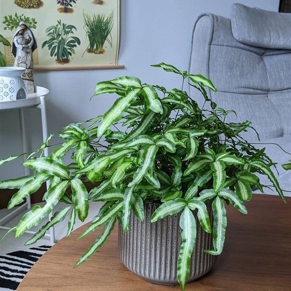 Tanaman Hias - Pteris Cretica Fern