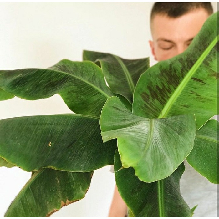 Bibit Tanaman Buah - Pohon Pisang Cavendish Sunpride