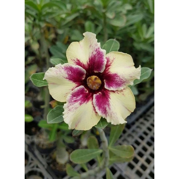 Bibit bunga adenium tumpuk twister-adenium bahan bonsai-kamboja jepang adenium bonggol besar-bunga a