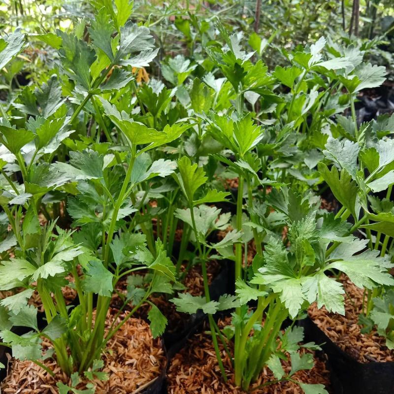 Tanaman Hidup Sayur Seledri - Bibit Tanaman Polybag Daun Seledri - Daun Celery