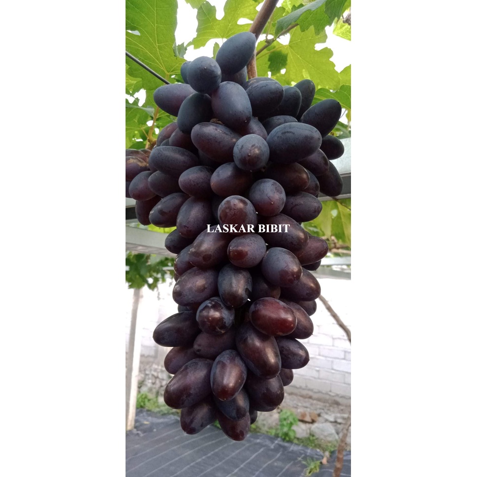 Bibit Anggur Import Hitam Cepat Berbuah Manis Tanpa Biji Jumbo