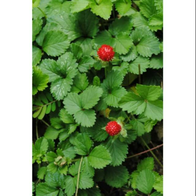 Tanaman buah arbei hutan / arbenan