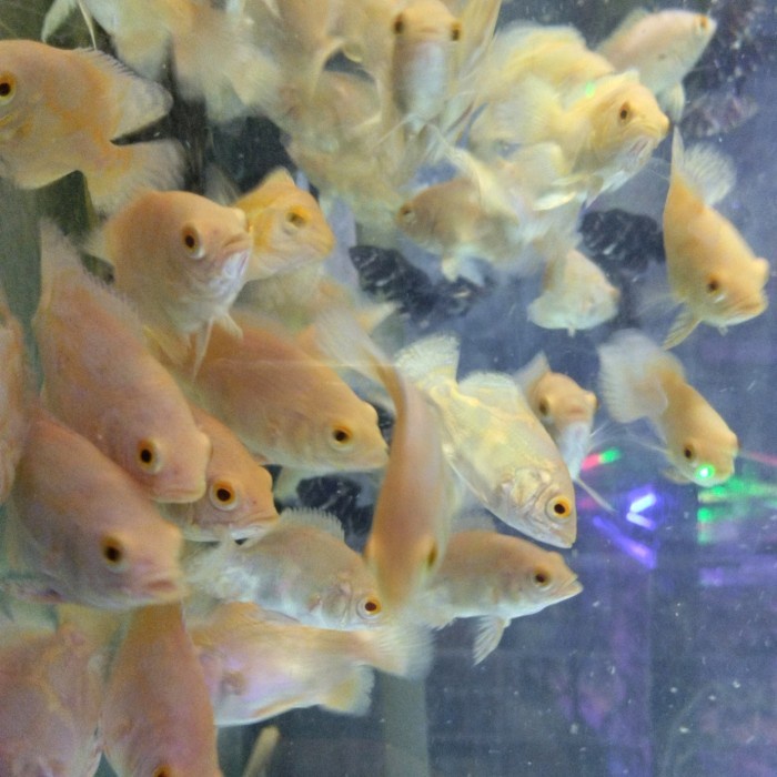 Ikan Oscar Albino Cakep Penghias Aquarium Aquascape Gojek Only