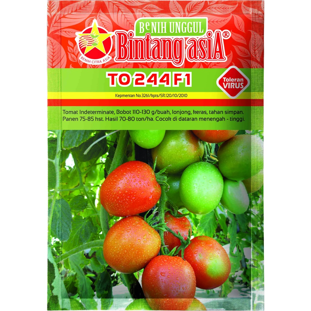 Bibit Tomat TO 244 F1 10 Gram Cap Bintang Asia PT Bibit Citra Asia Buah Lonjong Tekstur Keras Cocok 